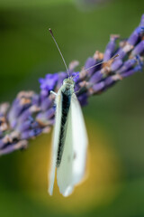 Butterflies sitting on lavender flowers, macro photo