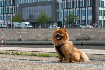 A cheerful Pomeranian sits on the banks of the Spree with modern architecture in the background....