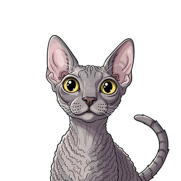 Close-up illustration of a grey Devon Rex cat, showcasing its distinctive features.