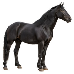 black horse isolated on white