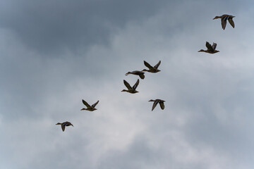 Ducks in Flight. A group of ducks flies dynamically against a cloudy sky. Their wings are frozen in motion a moment full of energy.