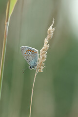 Hauhechel-Bl&auml;uling (Polyommatus icarus)
