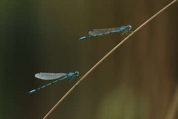 Gemeine Becherjungfer / Becher-Azurjungfer
