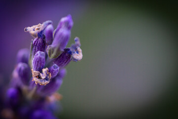 Lavender blooming macro photography..high quality