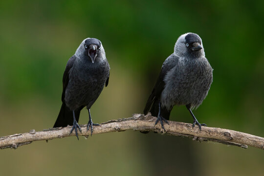a couple of western jackdaw (coloeus monedula)
