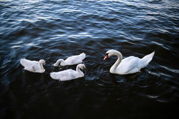 White swan and three fluffy gray cygnets swimming in a line on dark rippling water. Strong...
