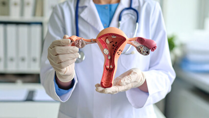 Gynecologist doctor in gloves holding anatomical model of female uterus and ovaries, explaining reproductive health in a medical office. this image generate by AI. 