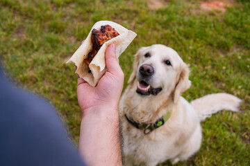 Feeding pets: Dog sits obediently, hoping for a bite of food from human hand. Demonstrates animal begging, critical for dog training