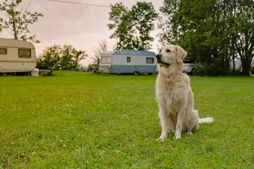 Golden Retriever dog sitting on green grass at a summer campsite. Relaxing pet in outdoor travel...