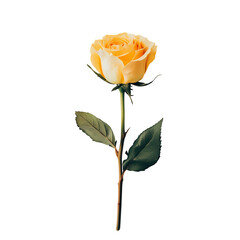 Yellow fully opened rose flower isolated on transparent background