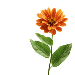 Yellow and orange flower blossoms, including marigold and daisy, isolated on a white background