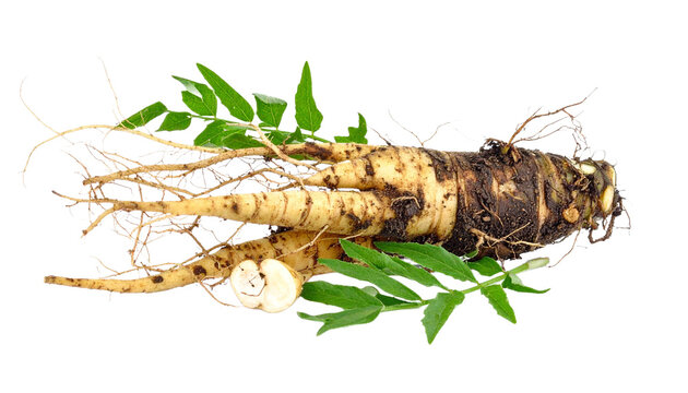 Codonopsis root, a precious herb known for its revitalizing properties, presents its intricate root system and vibrant green leaves, transparent background
