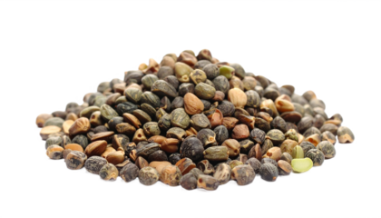 A captivating pile of ripe jojoba seeds showcases nature's bounty against a stark transparent background, ideal for natural products or scientific study.