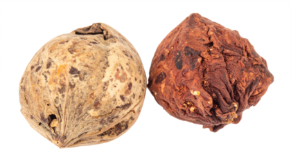 Two whole macadamia nuts showcase their unique textures and colors against a stark transparent background for design elements.