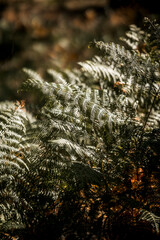 beautiful dark forest fern fine art