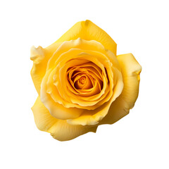 Yellow fully opened rose flower isolated on transparent background