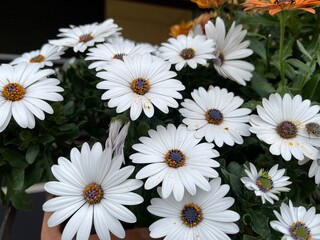 daisies on black