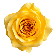 Yellow fully opened rose flower isolated on transparent background