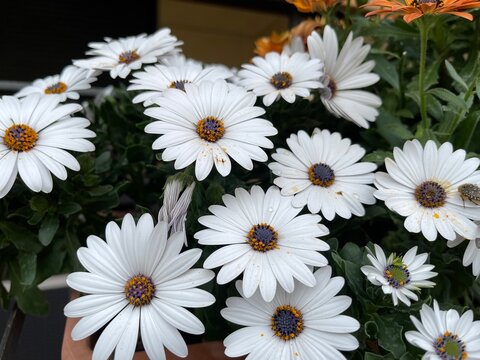 daisies on black - Powered by Adobe