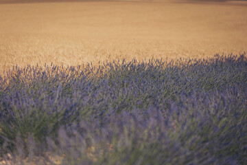 Vibrant lavender fields bloom under golden sunlight in the countryside during a serene summer...