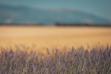 Lavender fields sway gently under a soft sunset light, revealing the beauty of nature's palette in...