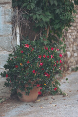 Vibrant red flowers bloom in a rustic pot against a weathered stone wall in a tranquil alleyway during late afternoon light