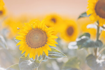 Sunflowers bloom in a golden field under the warm afternoon sun, attracting bees and delighting visitors with their vibrant colors and natural beauty