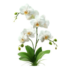 Obraz premium White orchid blossoms on a branch, a beautiful floral bouquet isolated on white