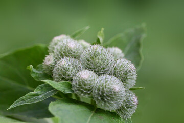 Echinocystis fruit inflorescence on a blurred green background.jpg