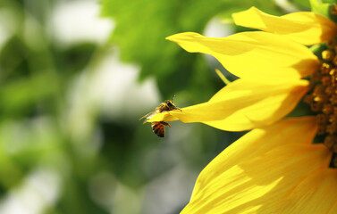 A bee, covered in yellow pollen, climbs onto a yellow petal of a sunflower...