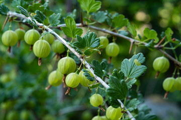 Ripe green gooseberries on a bush in the garden. Organic, Environmentally friendly berry in the garden.