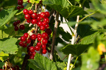 Red currant berries on the bush branches in the bright rays of the setting sun