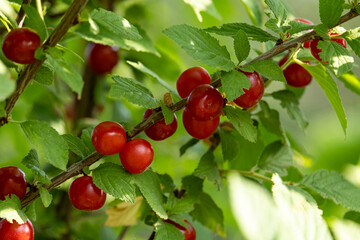 Felt cherry berries on the branches of a bush in the garden. Close-up of red berries and green leaves on the branches against the background of summer greenery