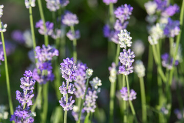 Lavender flowers, beautiful romantic background with flowers