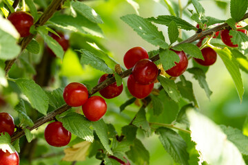 Felt cherry berries on the branches of a bush in the garden. Close-up of red berries and green leaves on the branches against the background of summer greenery