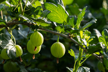 Ripe green gooseberries on the branches of a bush in the garden.