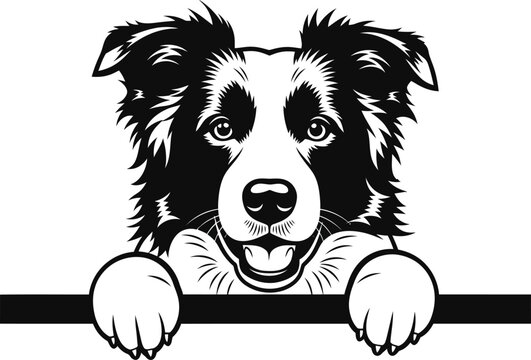 Playful Border Collie Portrait Peeking Over a Barrier