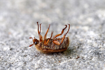 Summer chafer, Amphimallon solstitiale on granite stone pretending to be dead, close-up of the June...