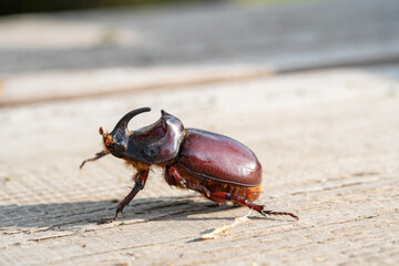 Rhinoceros beetle crawling on a board