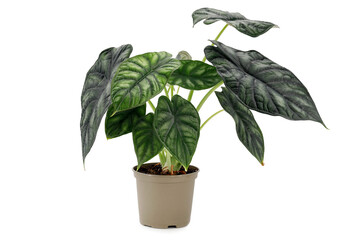 Alocasia dragon scale houseplant, also known as elephant ear plant in pot isolated on white background