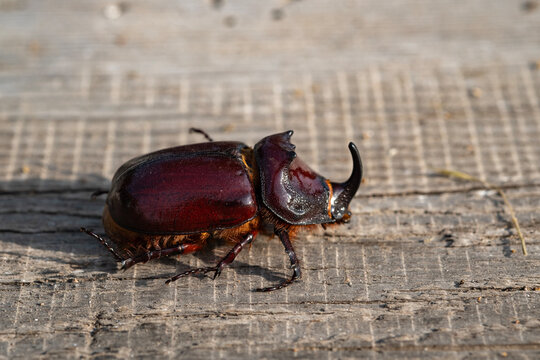 Rhinoceros beetle crawling on a board
