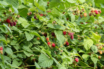 Ripe red raspberries on the branches of a bush in the garden.