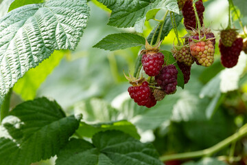Ripe red raspberries on the branches of a bush in the garden.