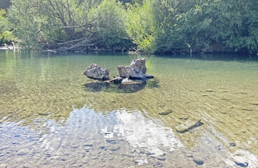 Large snags in the river, clear clean river water