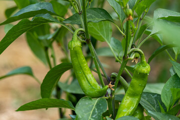 Green sweet peppers on the branches of a bush in a garden bed.