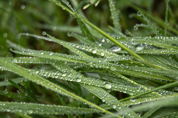 Morning dew on green grass, showcasing nature's beauty in a close-up view.