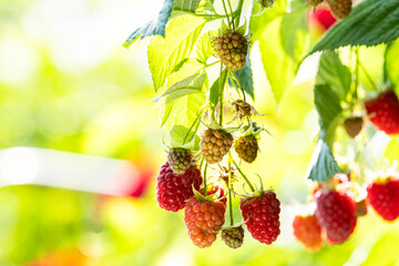 Ripe red raspberries on the branches of a bush in the garden.