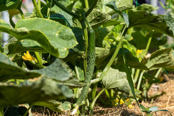 Young green cucumber in a garden bed.