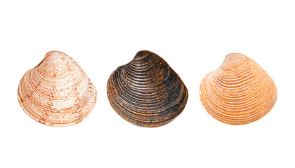 Three Seashells on Transparent Background. Scallops shells.