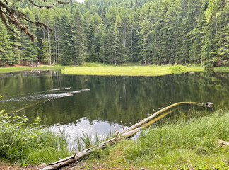 Quiet forest lake with swimming ducks and forest around. Large logs in the water